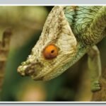 Madagascar: Turning a Page in Geography and Natural Wonders